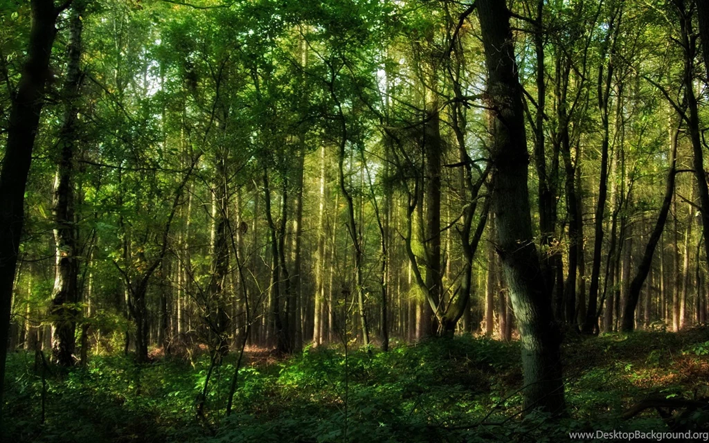 Forest, Trees, Seasons, Foliage Photo Gallery