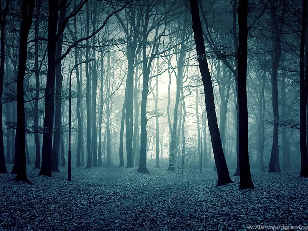 Wallpapers: Twilight Forest