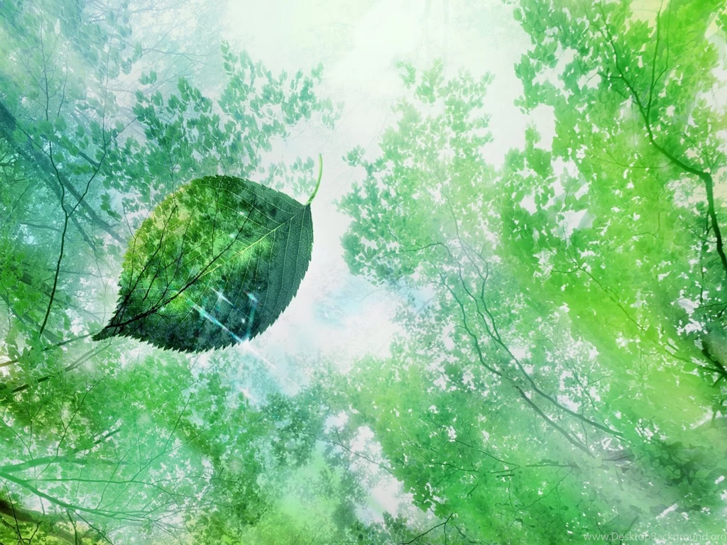 Forest Backgrounds