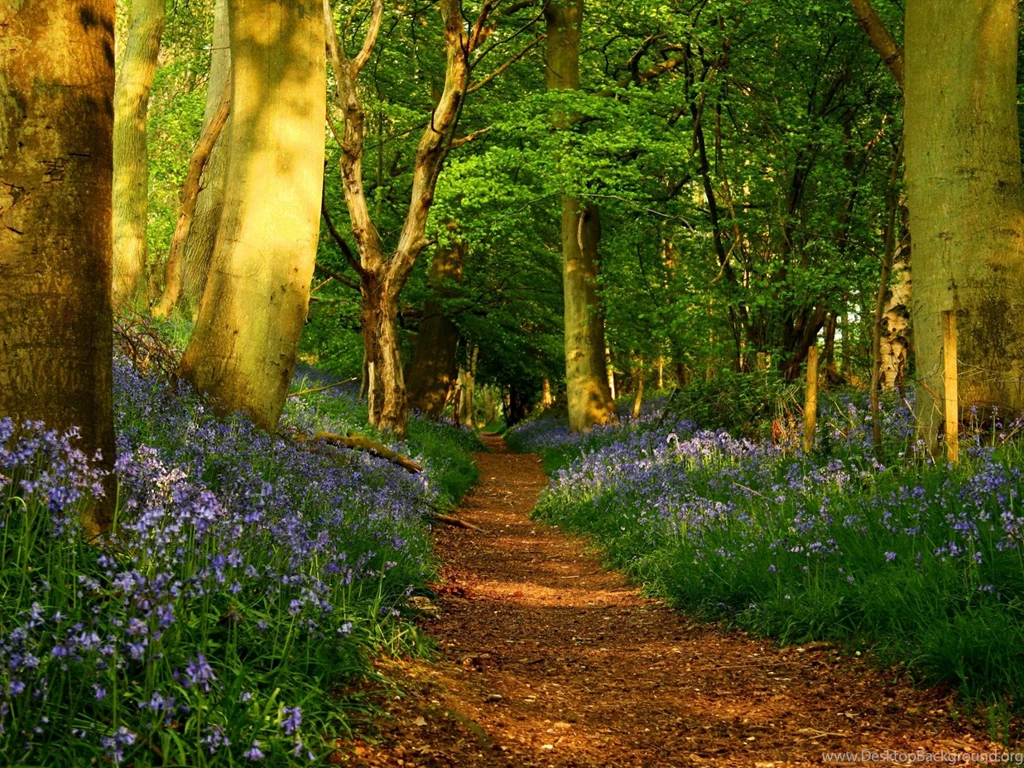 Forest Path HD Wallpapers
