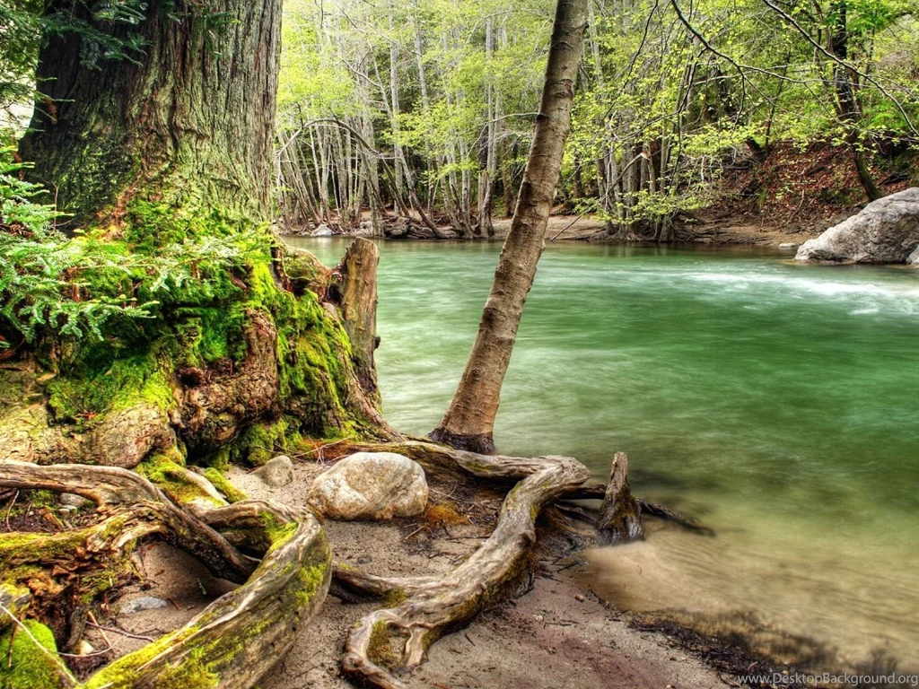 FOREST BACKGROUNDS WALLPAPER (