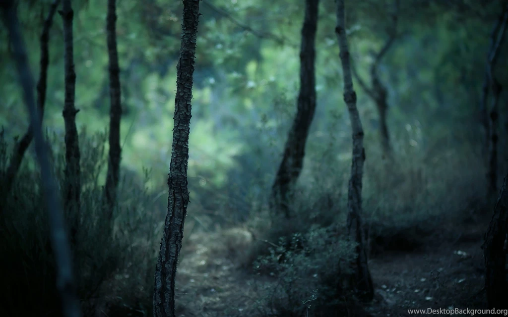 1273 Forest HD Wallpapers