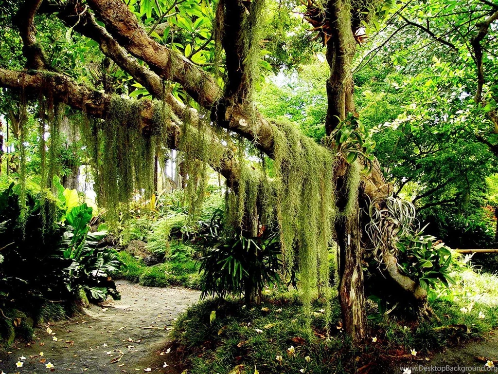 Green Forest Wallpapers And Images Wallpapers, Pictures, Photos