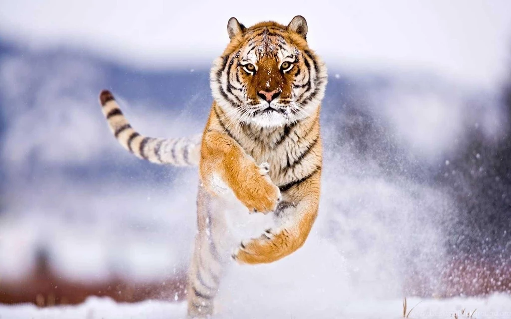 Tiger Wallpapers For Desktop
