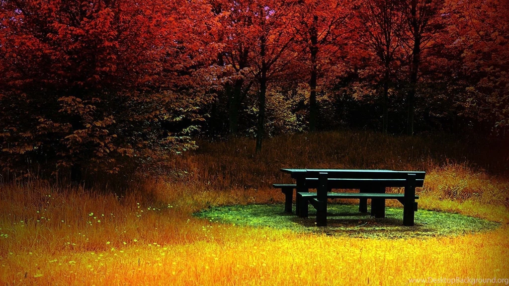 Forest Wallpaper_hd Wallpaper_download Free Wallpapers