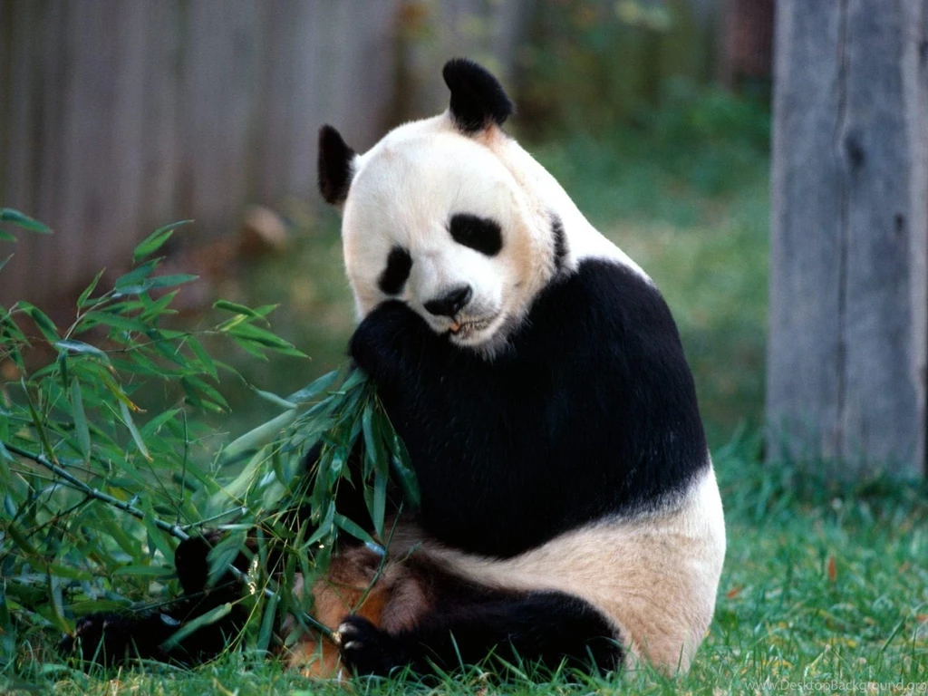 Animals Wallpapers Download_animal Wallpapers_download Free Wallpapers