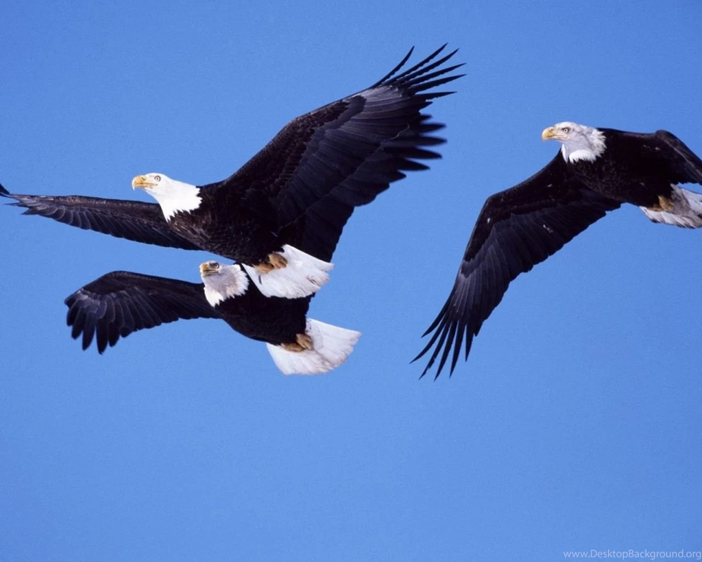 Animals Wallpapers Animals Wallpapers (31476956) Fanpop