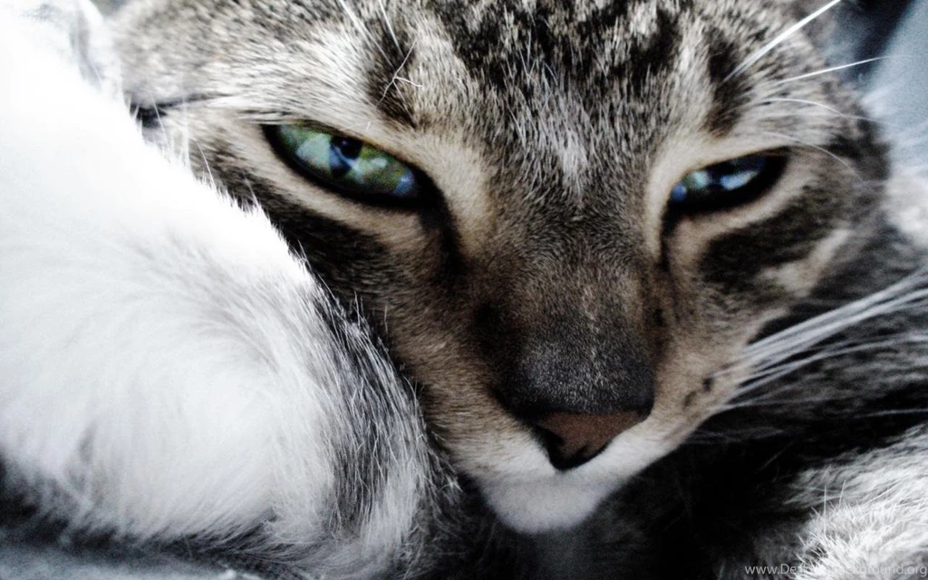 Animals Widescreen Wallpapers Animals Wallpapers (2757788) Fanpop
