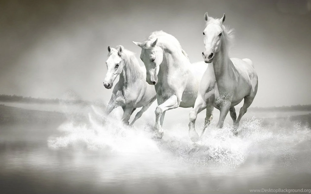 Horses Animals Wallpapers (34414323) Fanpop