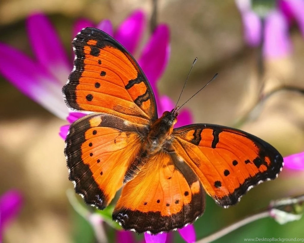 Wallpapers Animals Wallpapers (31387697) Fanpop