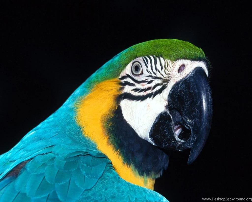 Animals Wallpapers Animals Wallpapers (31476973) Fanpop