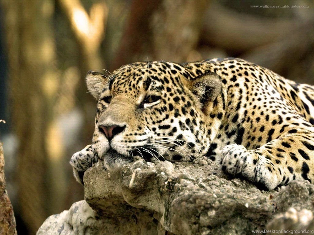Wallpapers, Backgrounds, Images: Backgrounds Animals