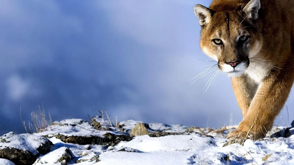 Www.intrawallpaper.com Animals Page 1