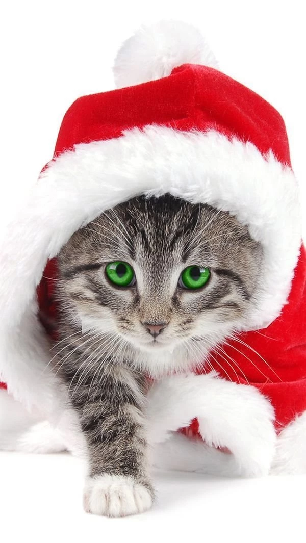 10 Christmas Wallpapers For Apple Iphone 5 – Photography Heat ...