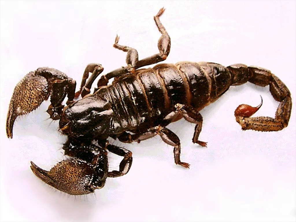 Free Scorpion Wallpapers Download Animals Town