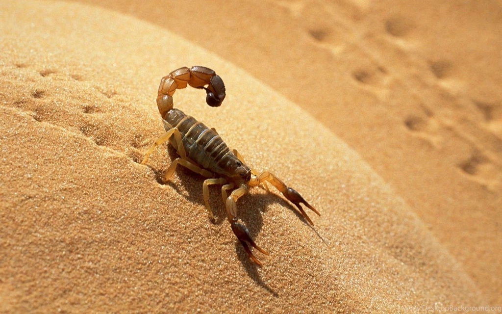Black Scorpion HD Wallpapers HD Wallpapers Blog