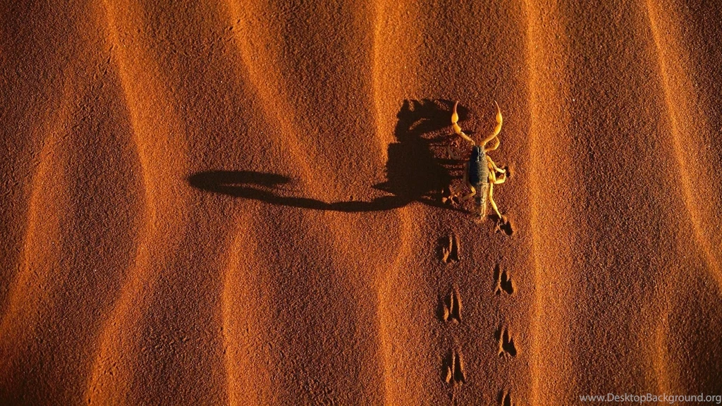 Wallpapers Of A Scorpion In The Desert