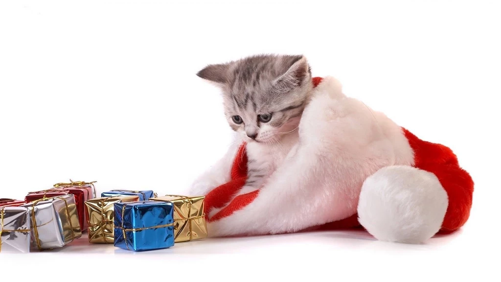 Cute White Cat Wearing A Cap Santa Claus Wallp