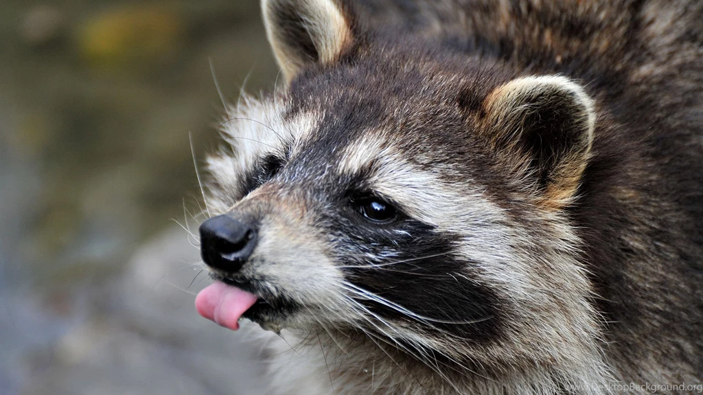 108 Raccoon HD Wallpapers