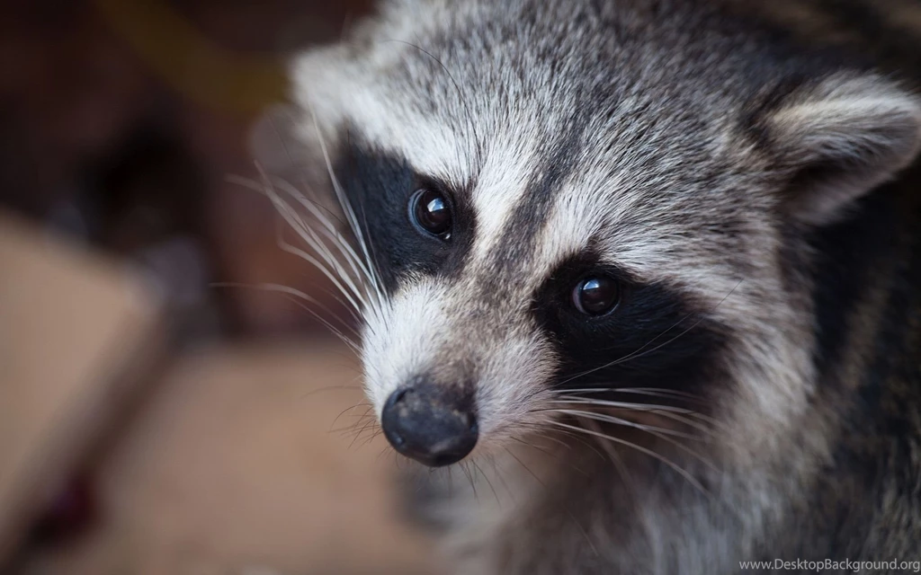 11 Excellent HD Raccoon Wallpapers HDWallSource.com