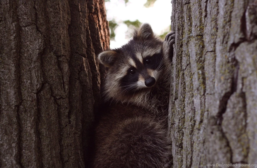 Special Raccoon Wallpapers