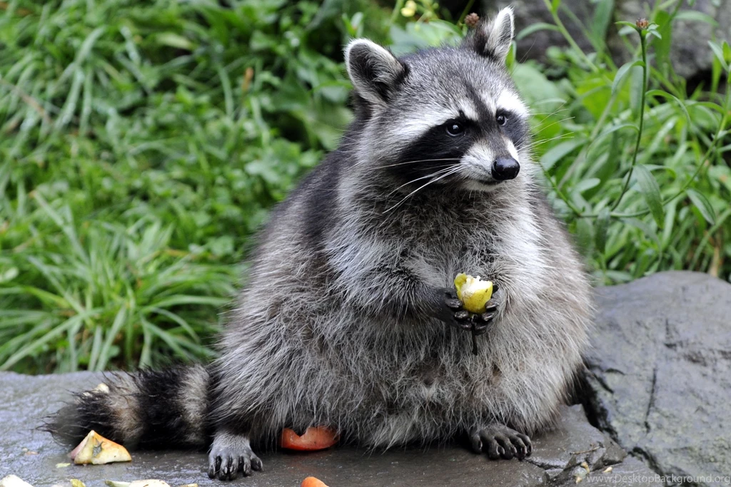 108 Raccoon HD Wallpapers