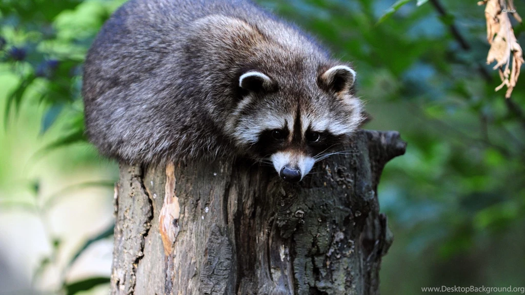 Raccoon Wallpapers Animal Wallpapers