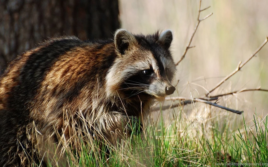 108 Raccoon HD Wallpapers