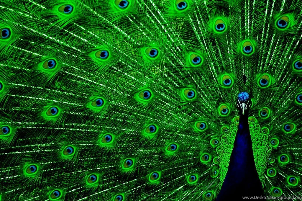 Peacock HD Wallpapers Pictures