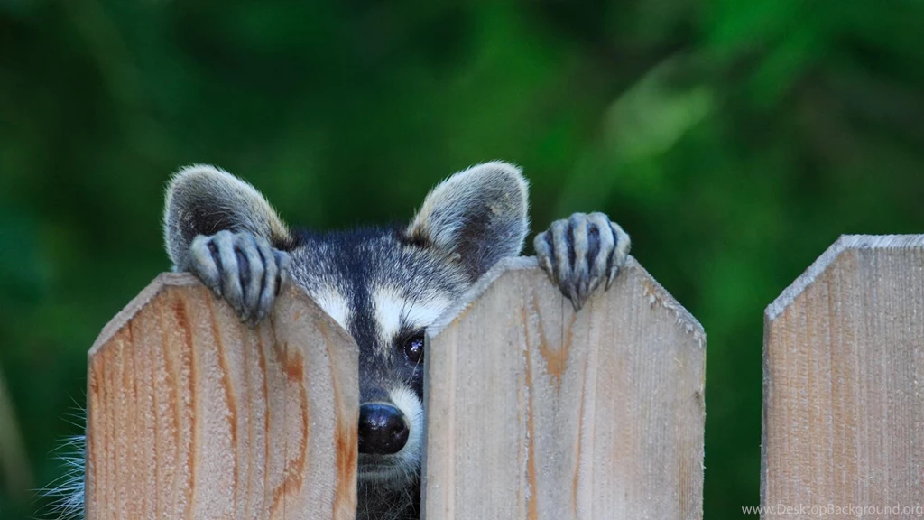 Raccoons Wallpapers >> Backgrounds With Quality HD