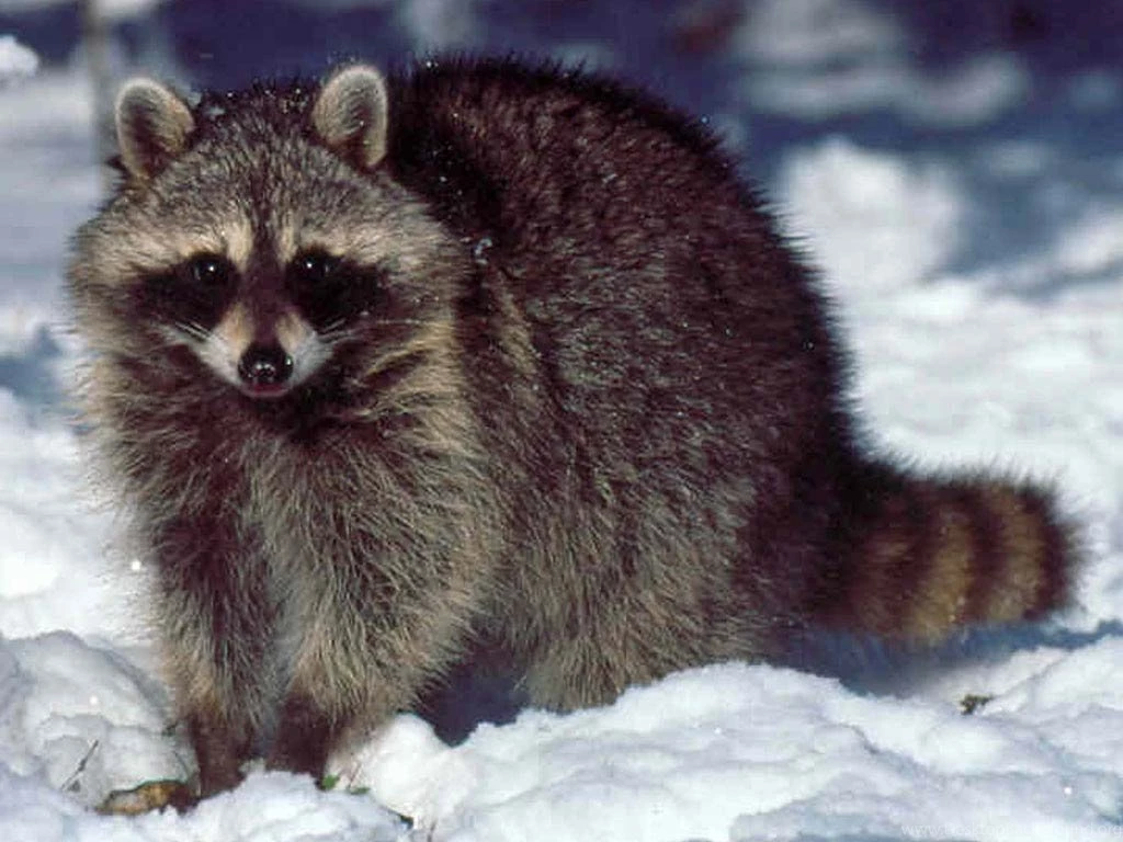 Raccoon Wallpapers And Backgrounds Animals Town