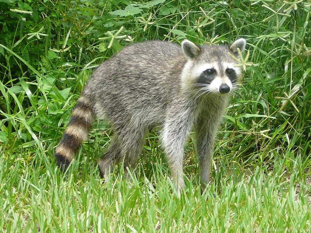 Free Raccoon Wallpapers Download Animals Town