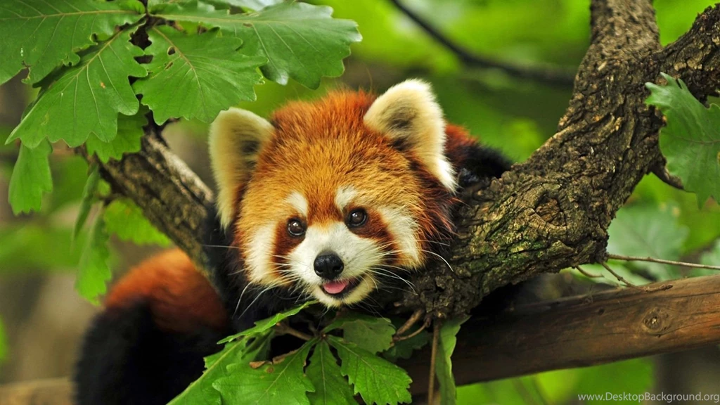 Raccoon Tree Wallpapers