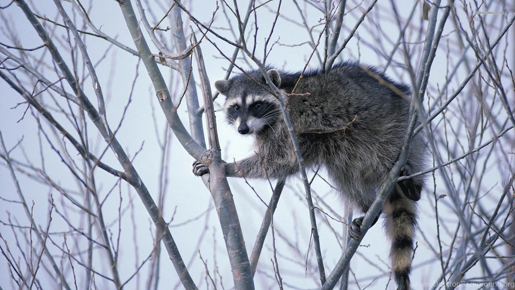 Raccoon Wallpapers Desktop Backgrounds