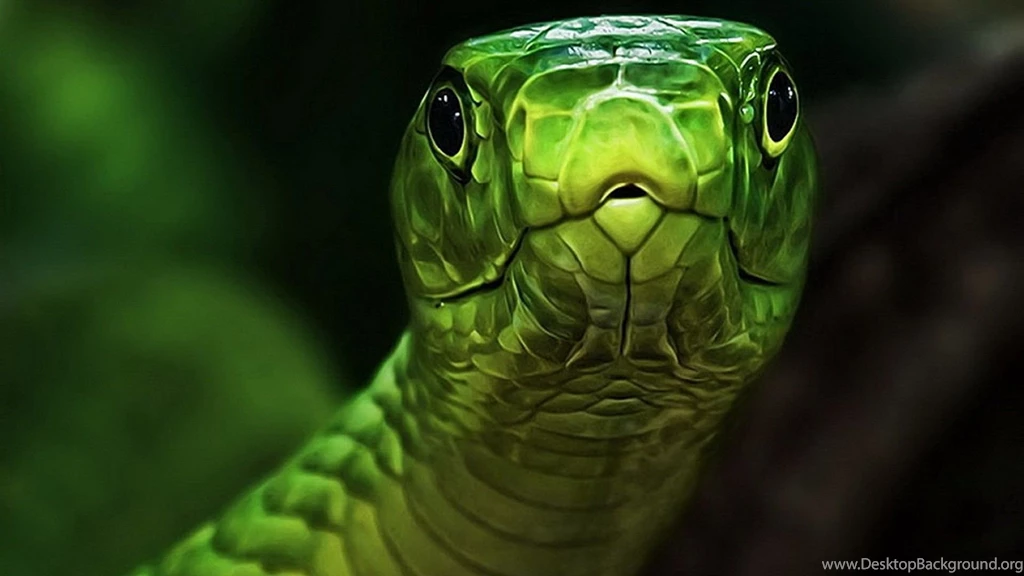 Top Green Snake Macro Hd Images For Pinterest