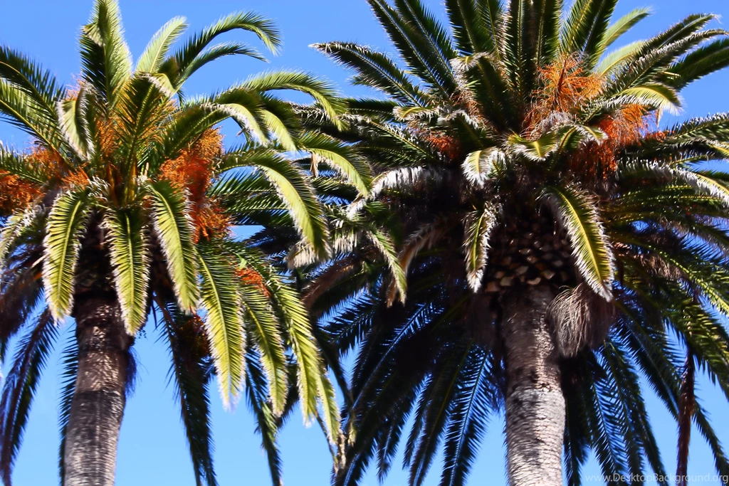 Palm tree backgrounds Puckett Pages