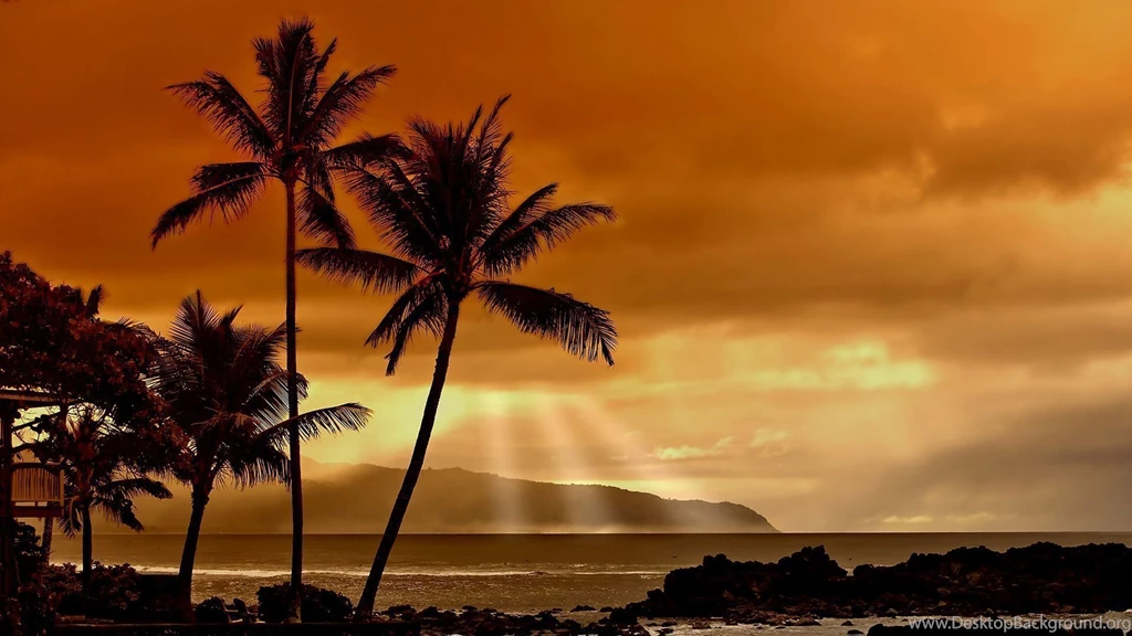 HD Quality Palm Tree Best Wallpapers SiWallpapers 25319