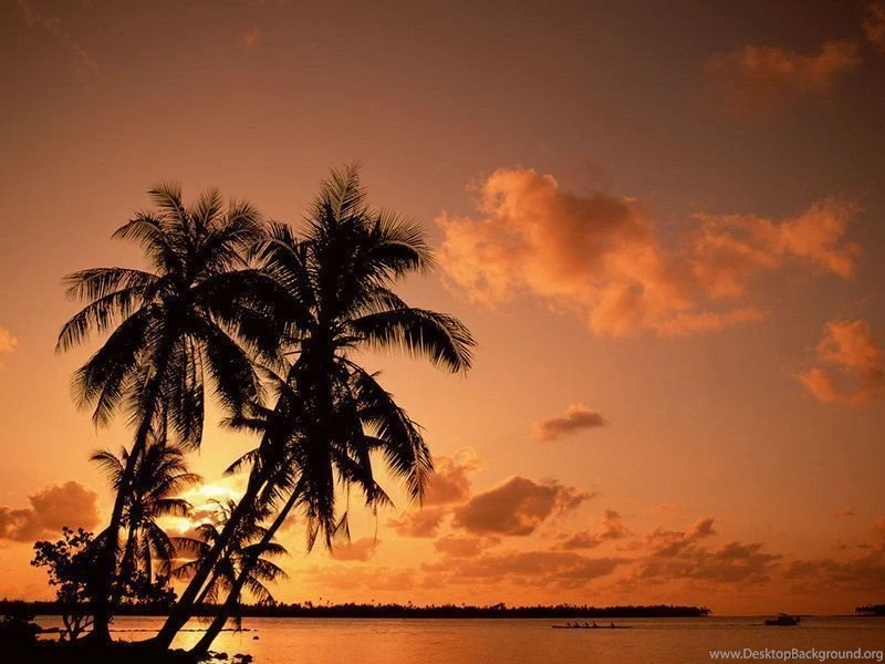 Palmtree 55.jpg