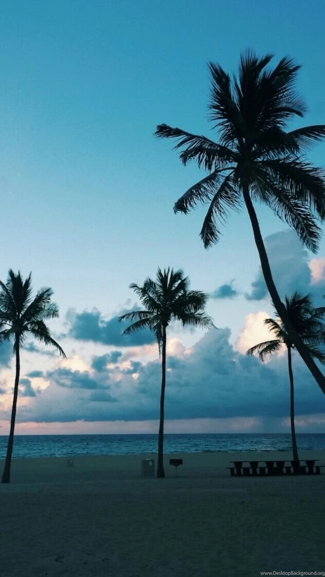 Iphone Palm Trees Backgrounds Palms Wallpapers Lockscreen ...