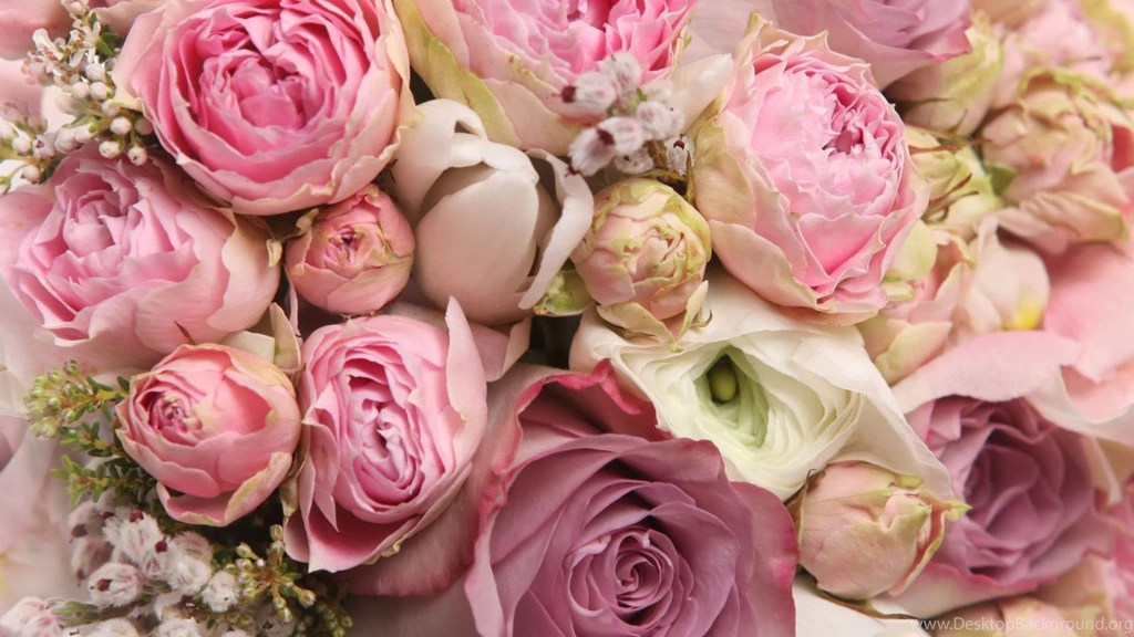 Peony Wallpapers