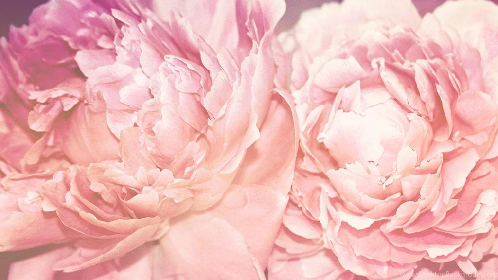 Peonies Wallpaper.
