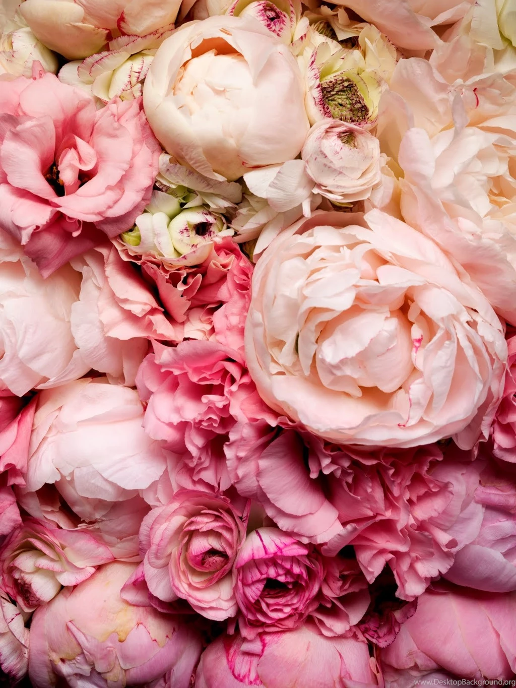 Peony Wallpapers
