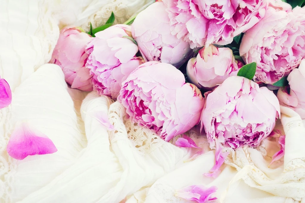 White Peonies Bouquet Wallpaper.