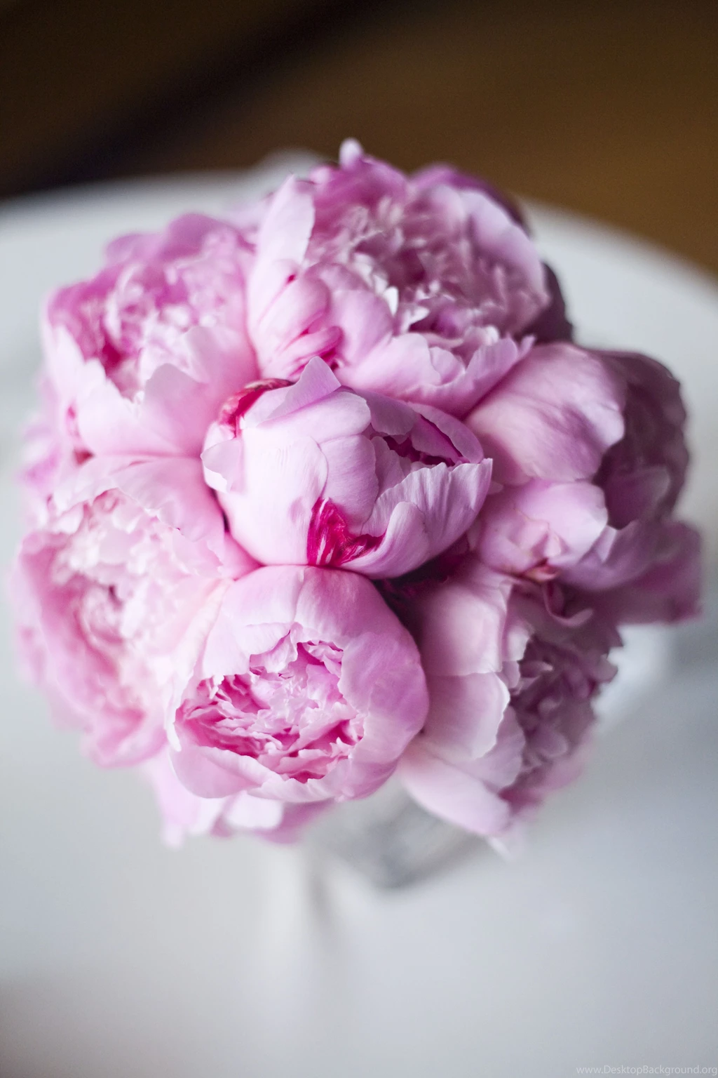 Peony Succulent Bouquet Wallpaper.