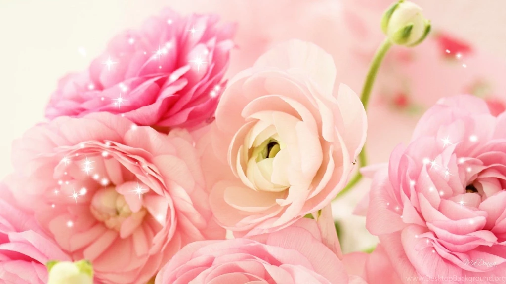 Free Download 25 Best Peach Flower HD Wallpapers 2015
