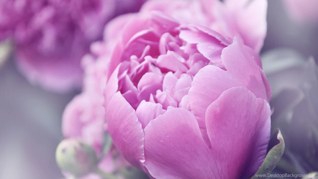 Pink Peonies Flower Of Spring