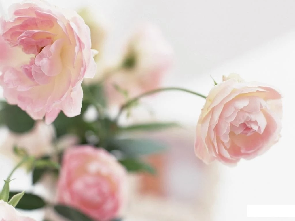 Wallpapers Peonies Flowers Image