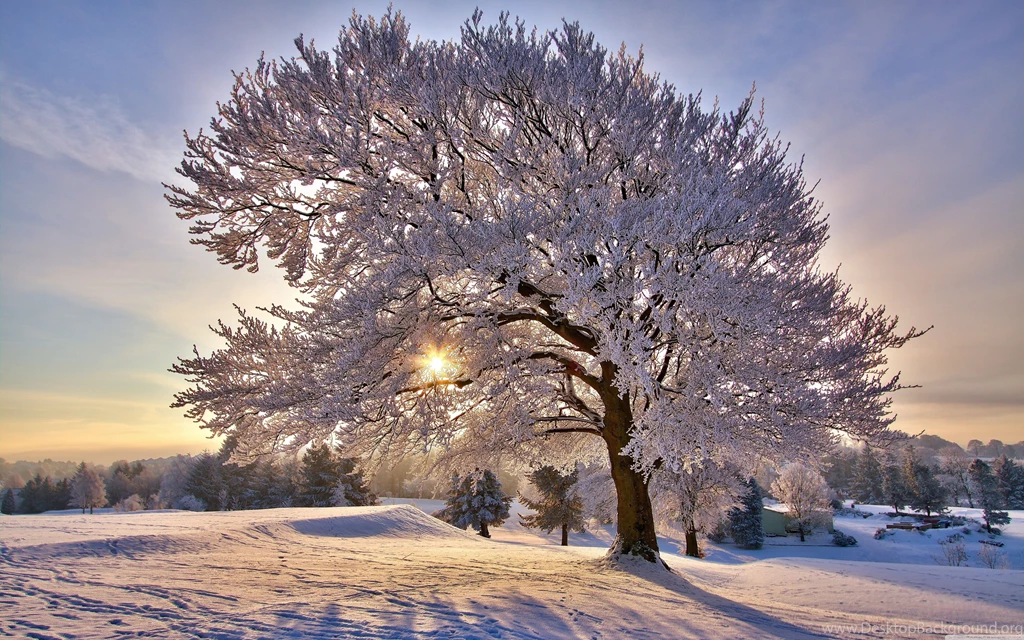Beautiful Winter Morning Wallpapers Full HD [5120x3200]   Free ...