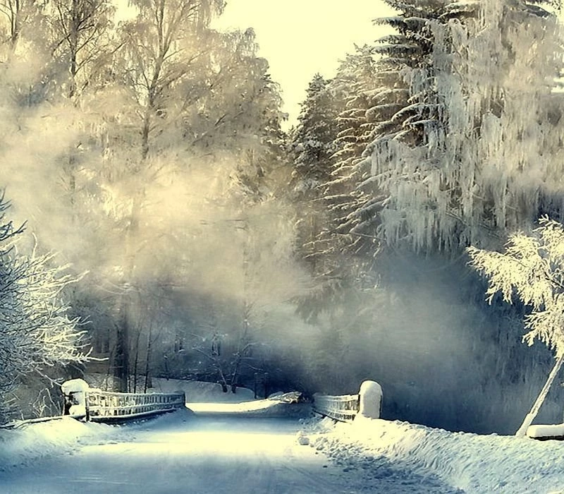 Bridges: December Walk Snow Winter Cold Bridge Mist Trees ...