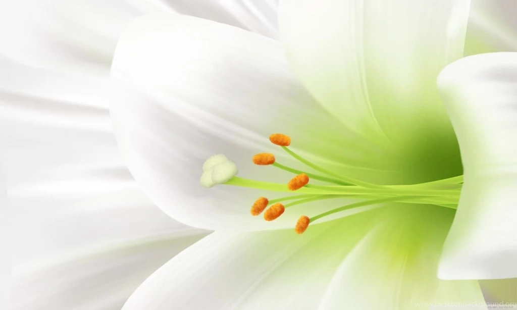 White Lily, Easter Flower HD Desktop Wallpapers : Widescreen : High ...